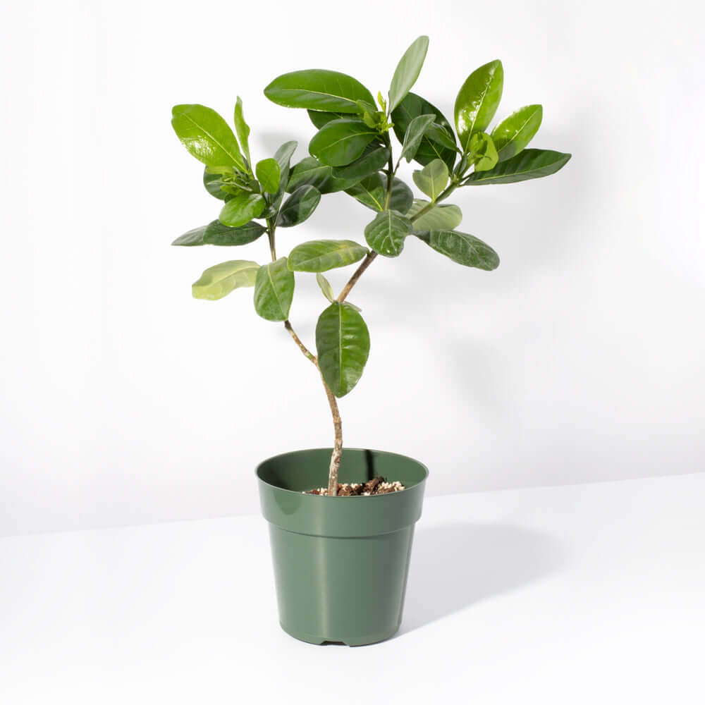 Gardenia Taitensis ‘Double’ – Double Tahitian Fragrant Flowering Bush - Cheeky Garden
