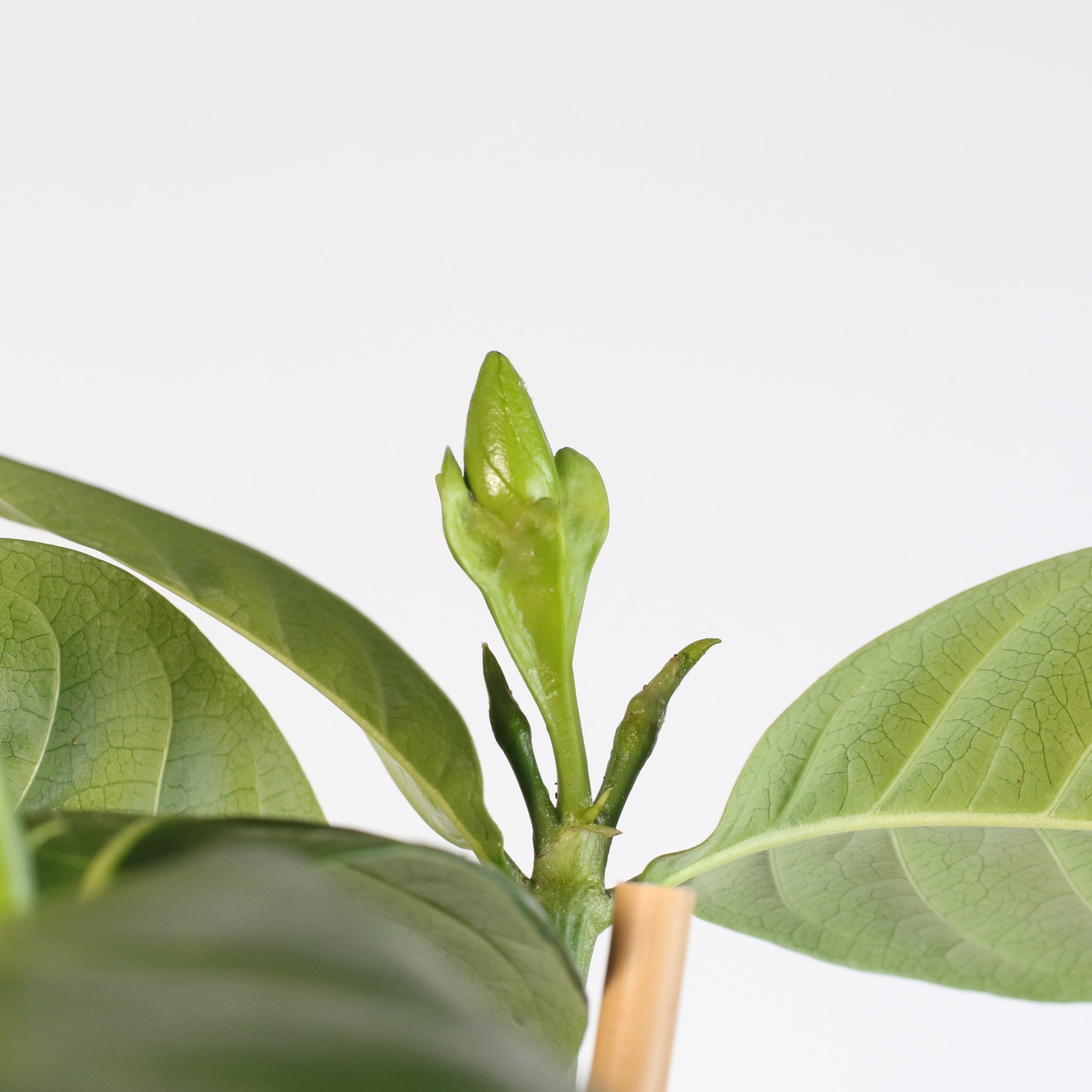 Gardenia Taitensis ‘Double’ – Double Tahitian Fragrant Flowering Bush - Cheeky Garden