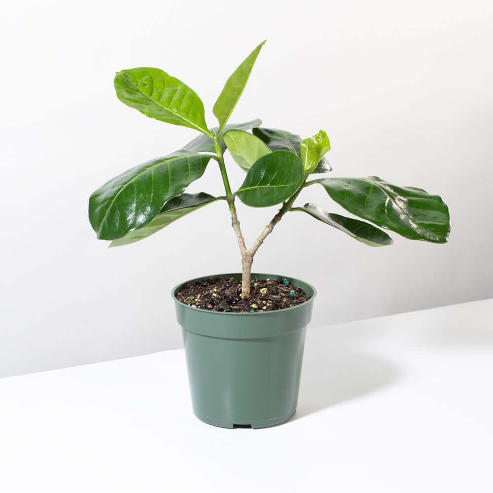 Gardenia Taitensis ‘Double’ – Double Tahitian Fragrant Flowering Bush - Cheeky Garden