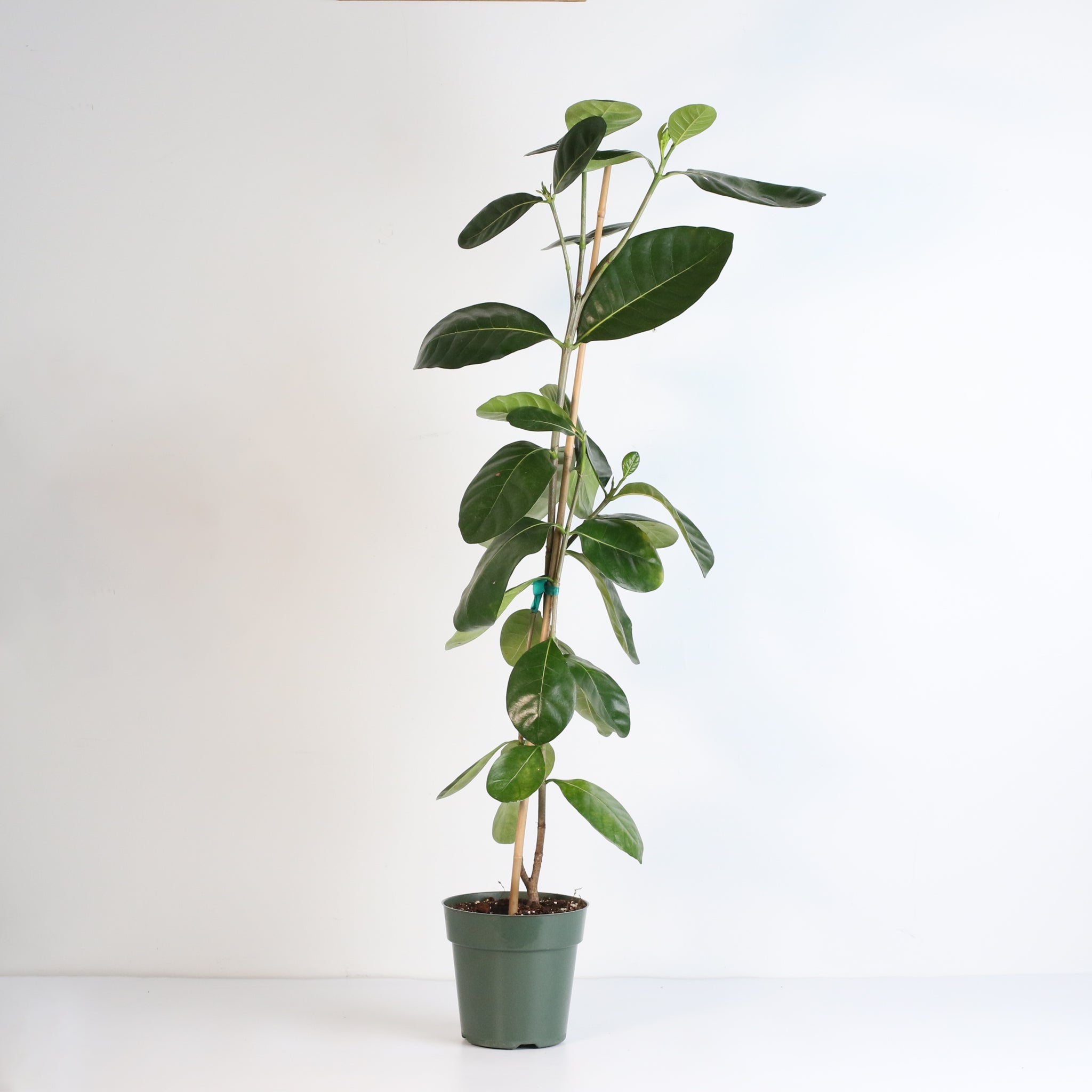 Gardenia Taitensis ‘Double’ – Double Tahitian Fragrant Flowering Bush - Cheeky Garden