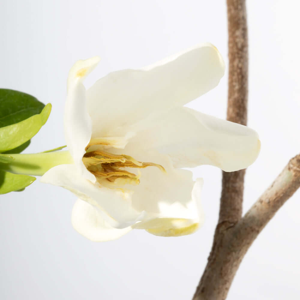 Gardenia Taitensis ‘Double’ – Double Tahitian Fragrant Flowering Bush - Cheeky Garden