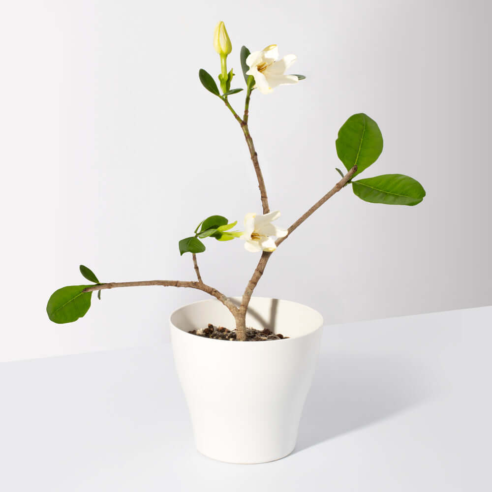Gardenia Taitensis ‘Double’ – Double Tahitian Fragrant Flowering Bush - Cheeky Garden