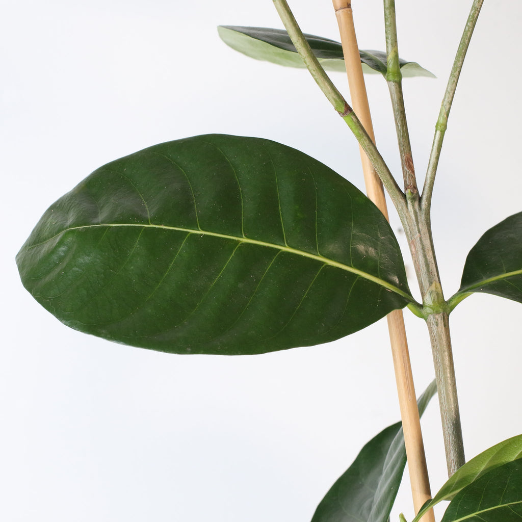 Gardenia Taitensis ‘Double’ – Double Tahitian Fragrant Flowering Bush - Cheeky Garden