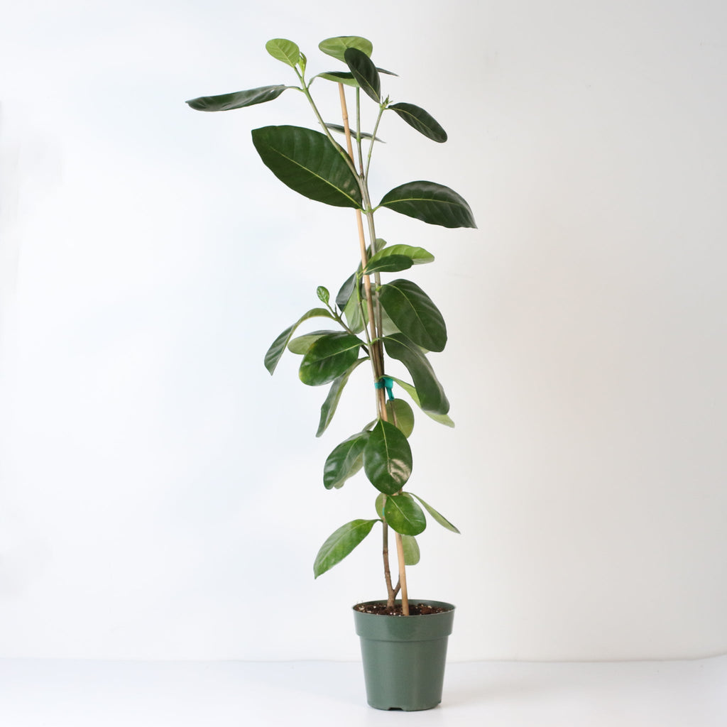 Gardenia Taitensis ‘Double’ – Double Tahitian Fragrant Flowering Bush - Cheeky Garden