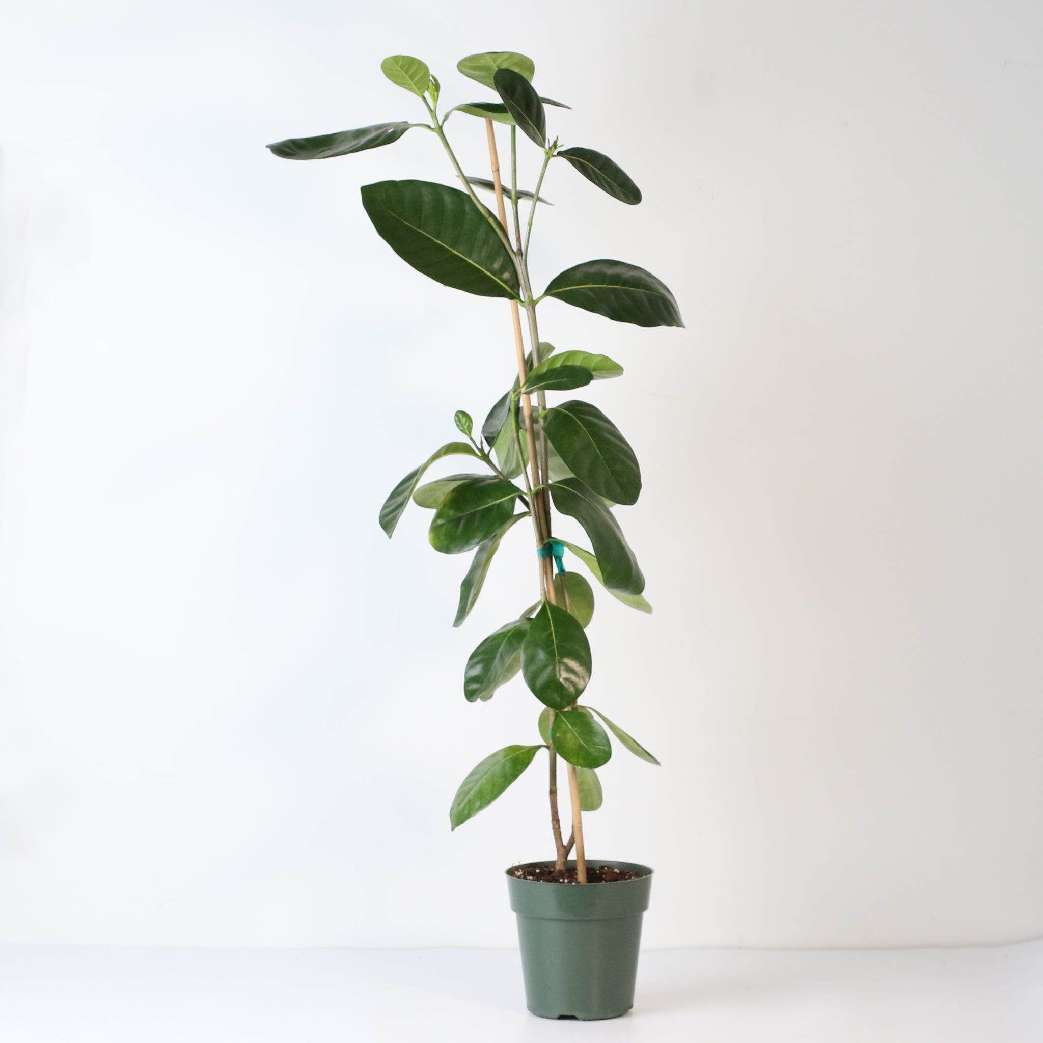 Gardenia Taitensis ‘Double’ – Double Tahitian Fragrant Flowering Bush - Cheeky Garden