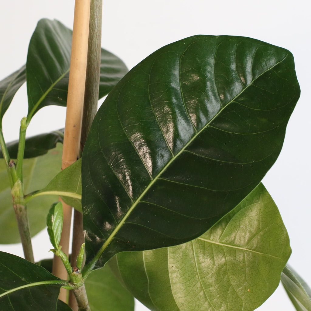Gardenia Taitensis ‘Double’ – Double Tahitian Fragrant Flowering Bush - Cheeky Garden