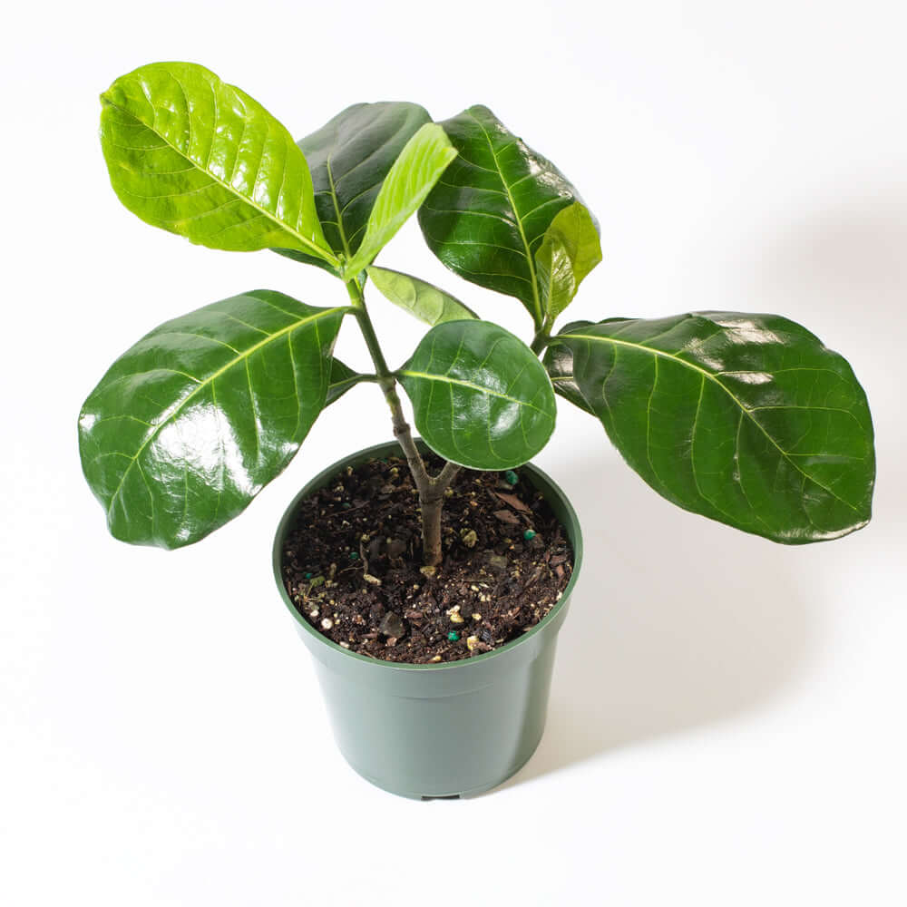 Gardenia Taitensis ‘Double’ – Double Tahitian Fragrant Flowering Bush - Cheeky Garden