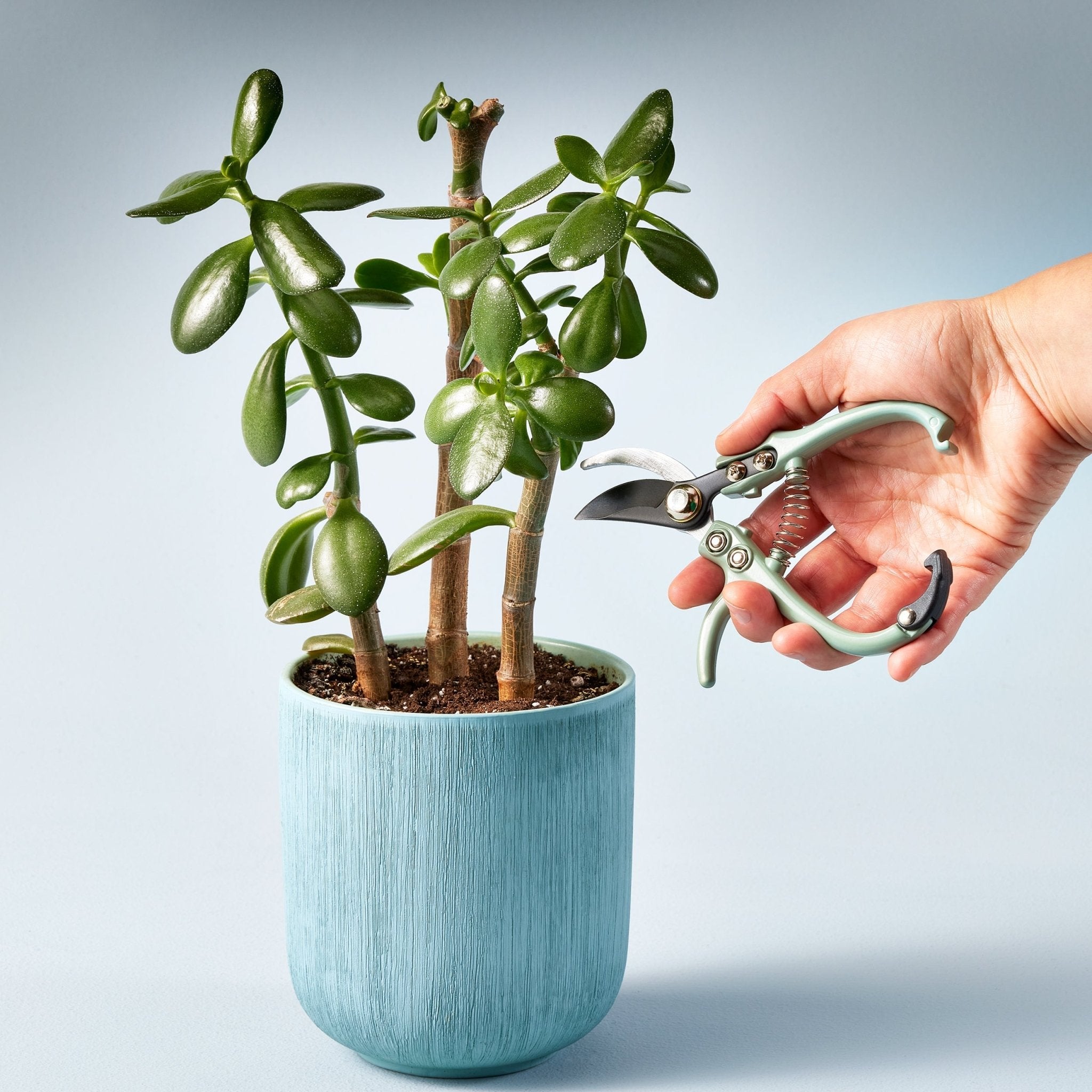 Gardening Shears & Pruners - Cheeky Garden