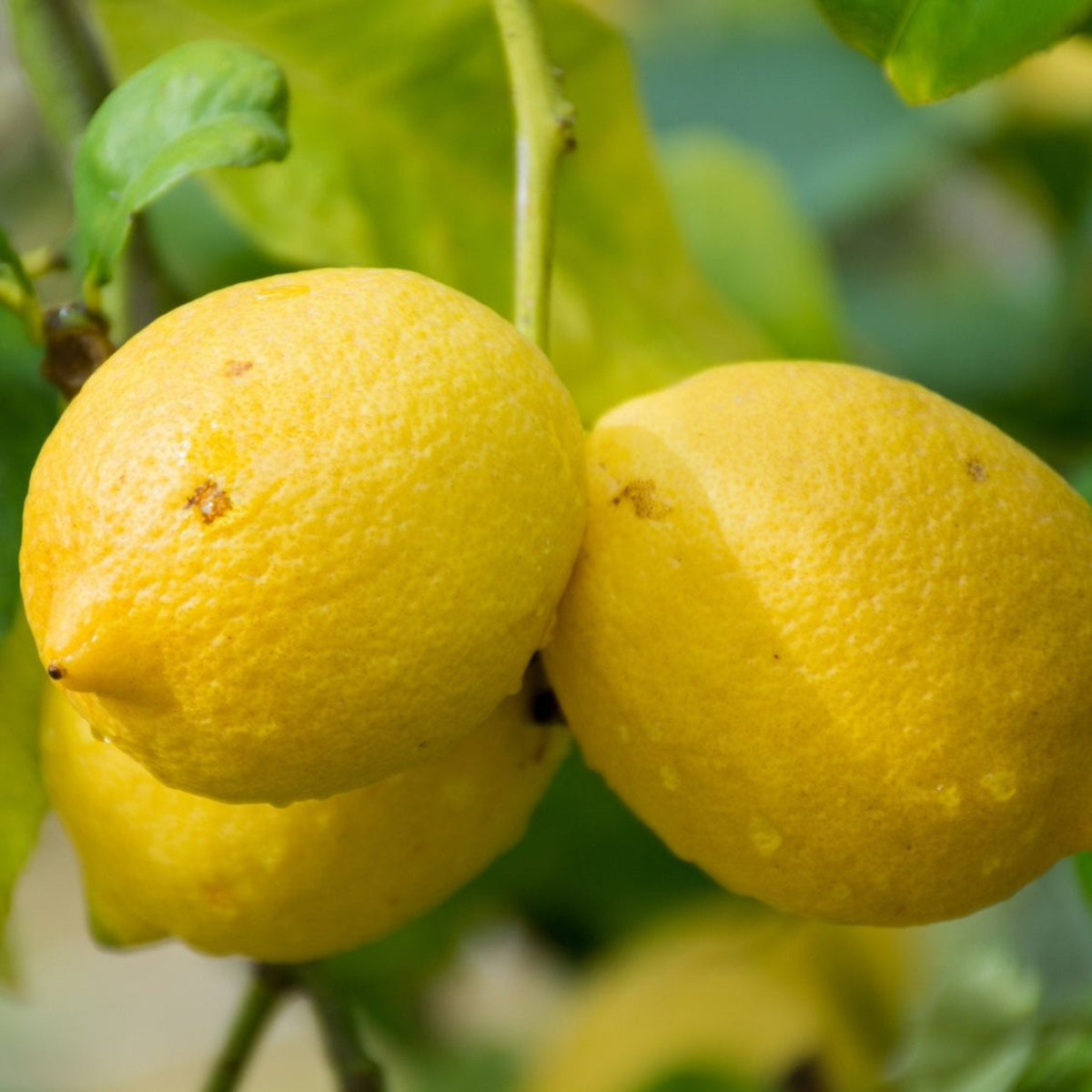 Genoa Lemon Tree - Cheeky Garden