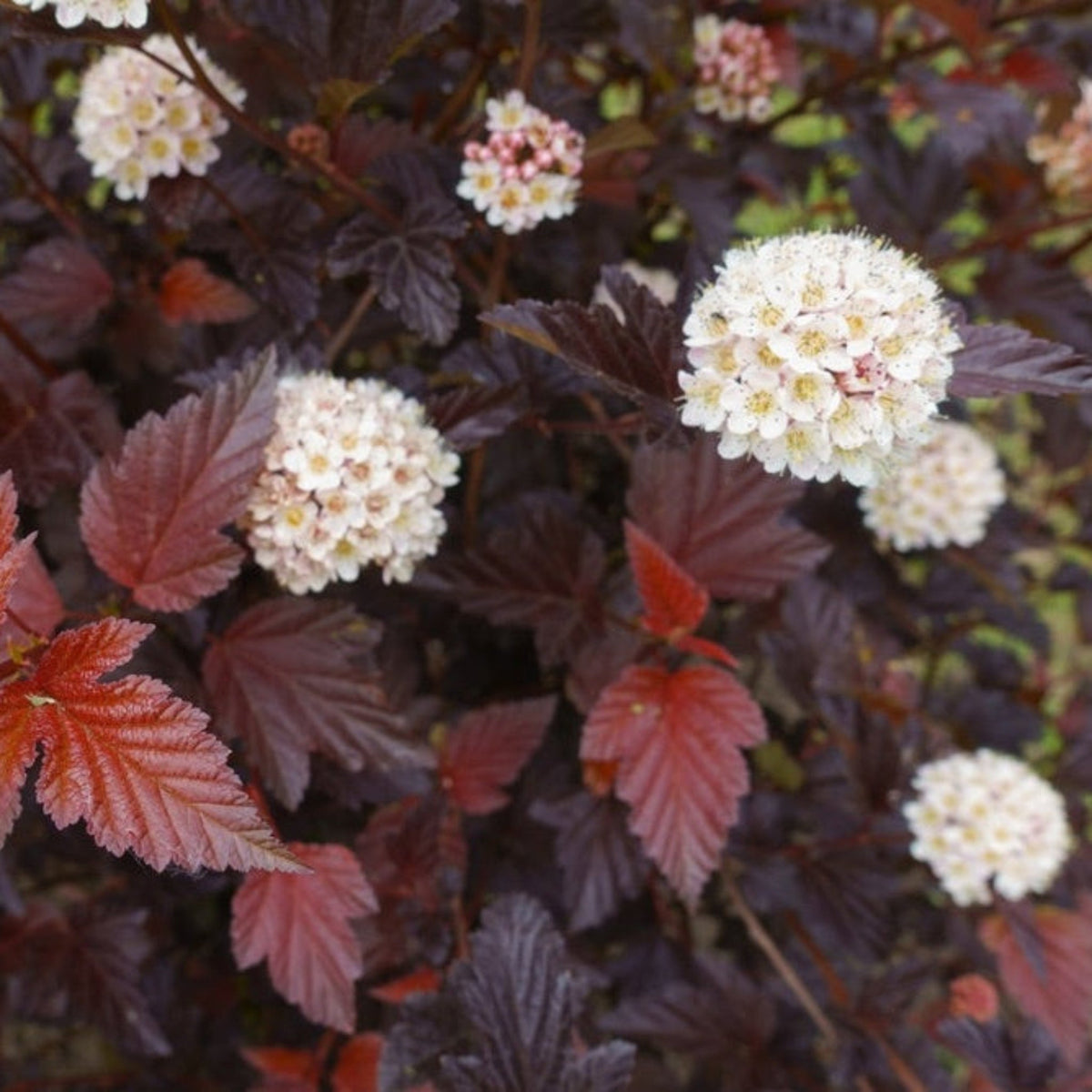 Ginger Wine® Ninebark - Cheeky Garden