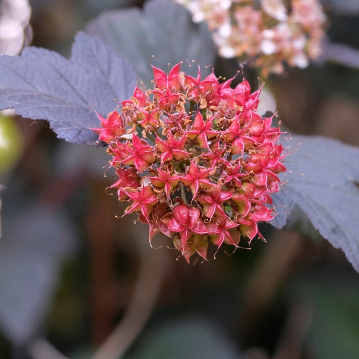 Ginger Wine® Ninebark - Cheeky Garden