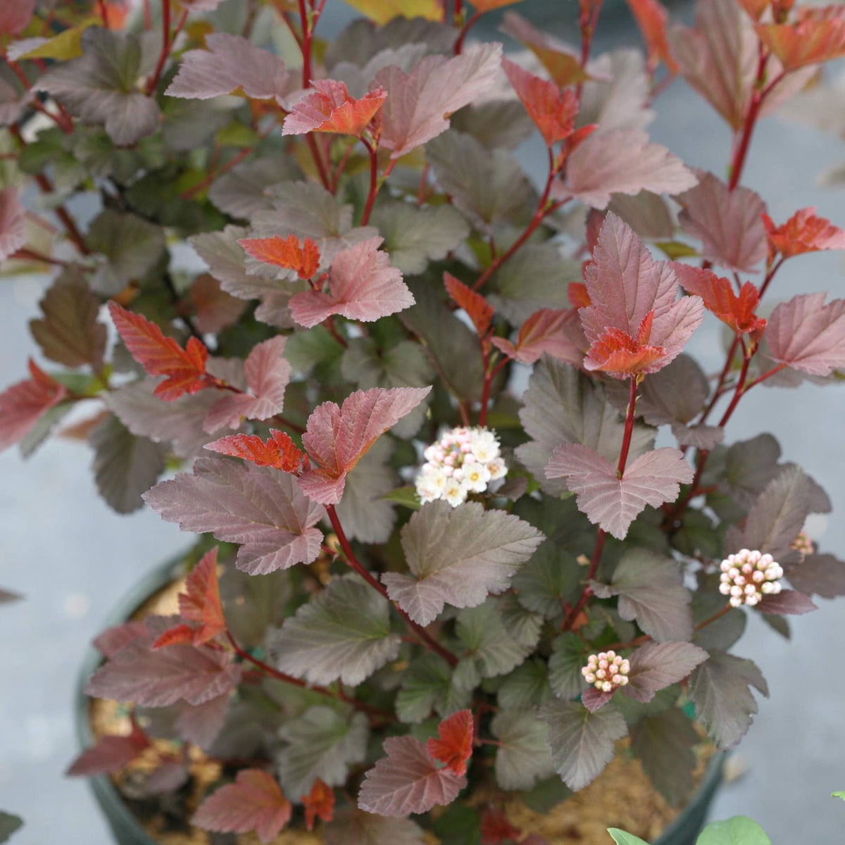 Ginger Wine® Ninebark - Cheeky Garden