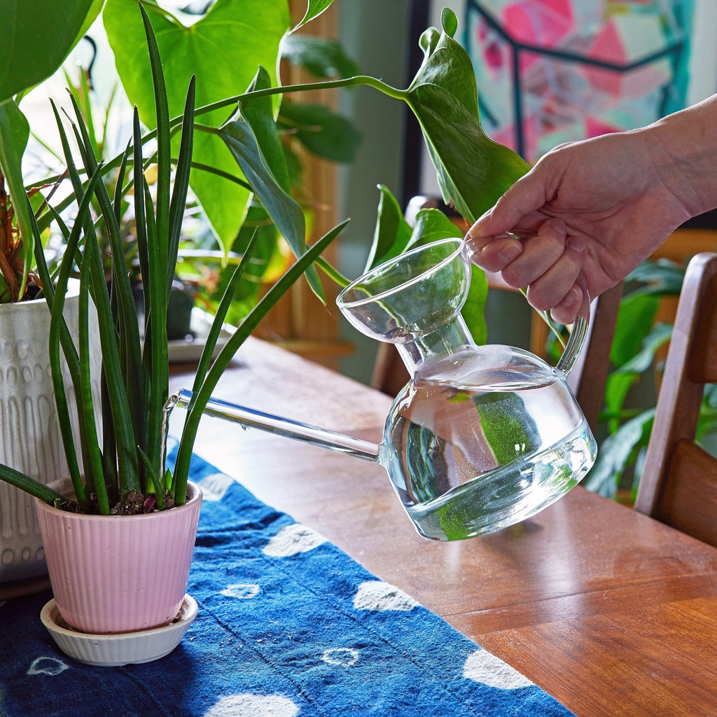 Glass Watering Can - Cheeky Garden