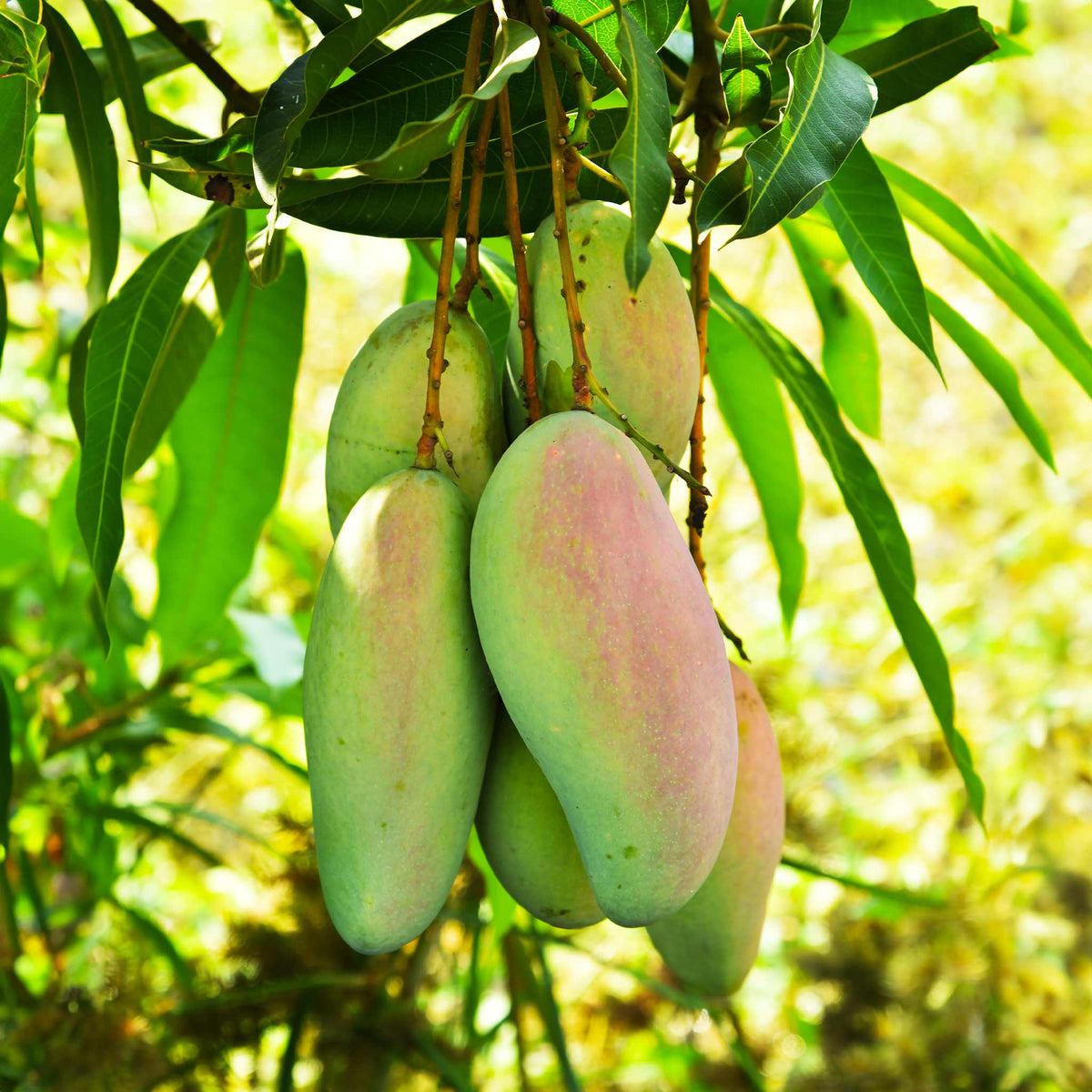 Glenn Mango Tree - Cheeky Garden