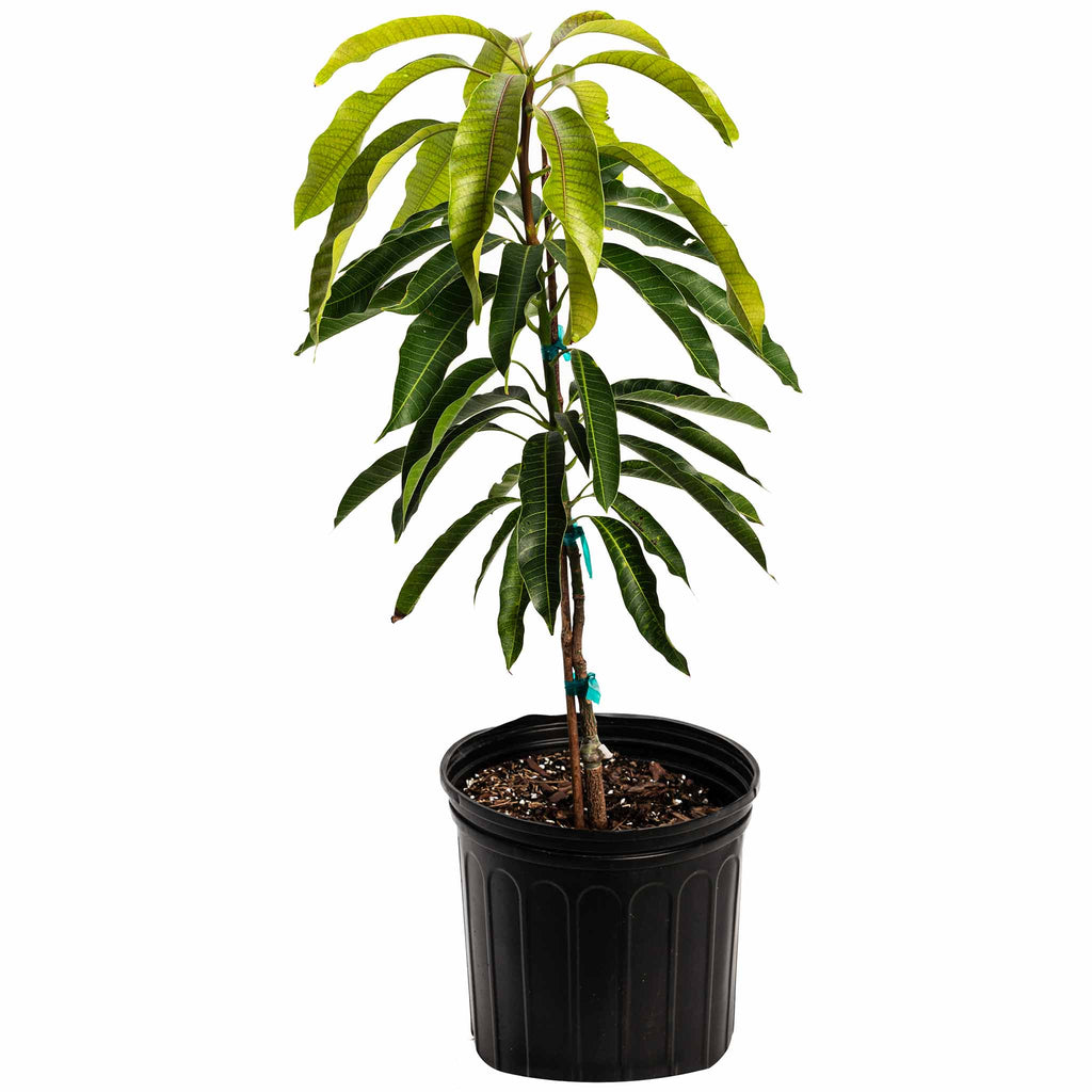Glenn Mango Tree - Cheeky Garden