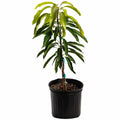 Glenn Mango Tree - Cheeky Garden