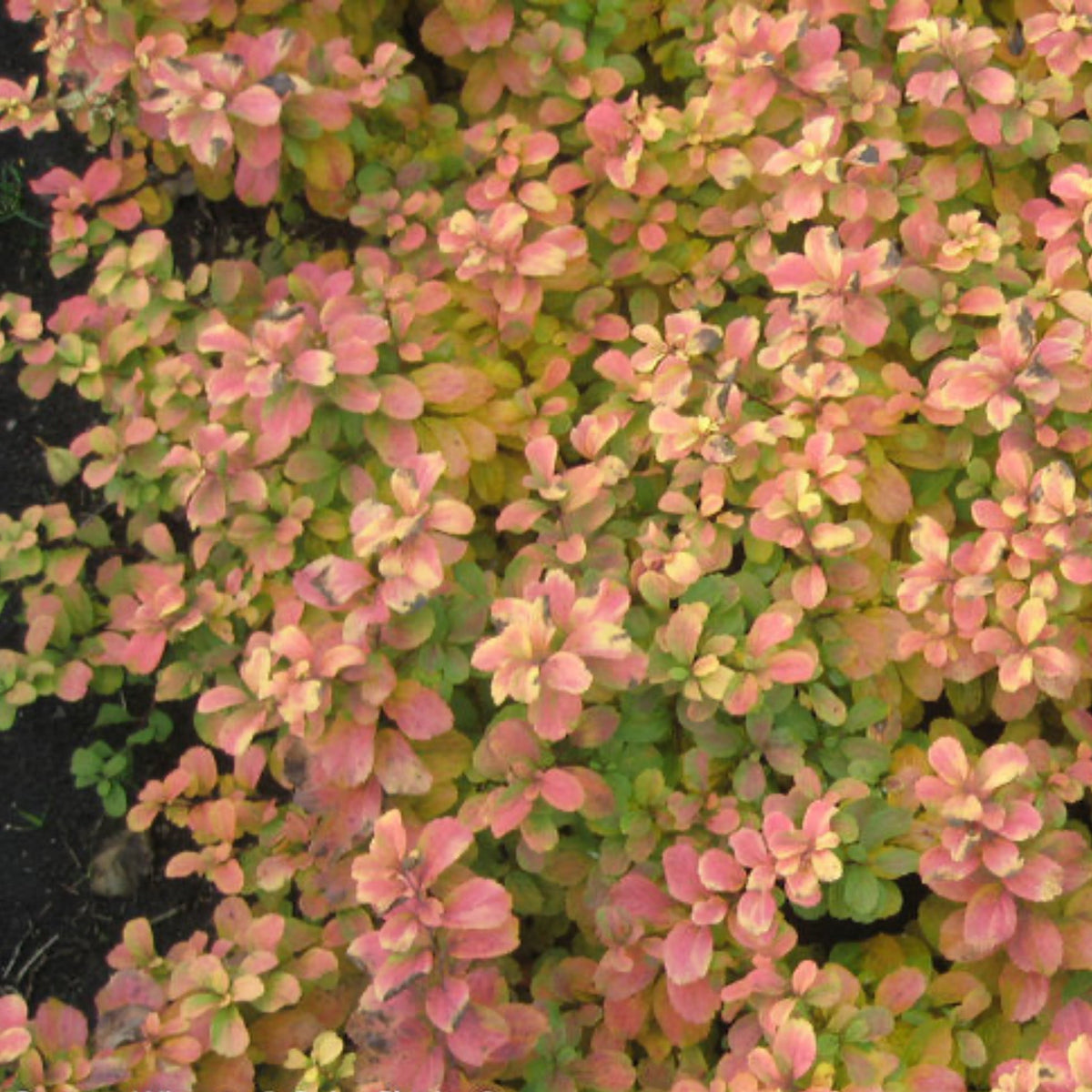 Glow Girl® Birchleaf Spiraea - Cheeky Garden
