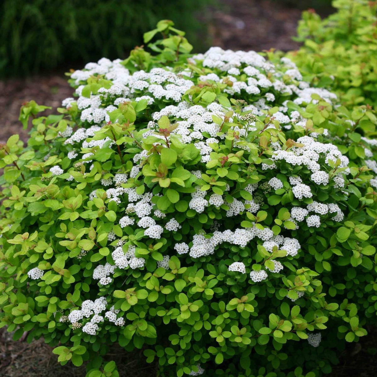 Glow Girl® Birchleaf Spiraea - Cheeky Garden