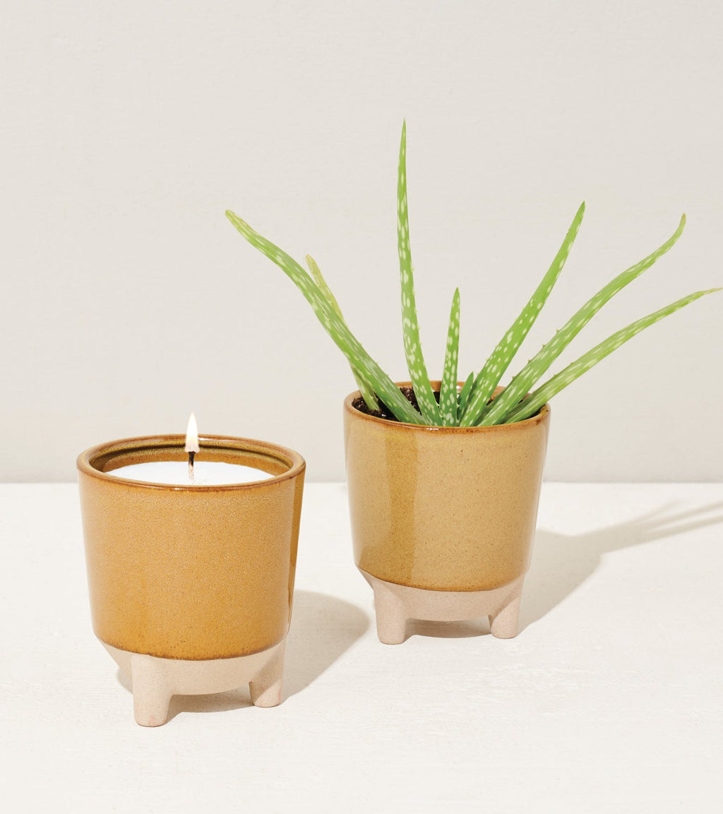 Glow & Grow Kits - Cheeky Garden
