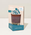 Glow & Grow Kits - Cheeky Garden