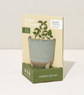 Glow & Grow Kits - Cheeky Garden