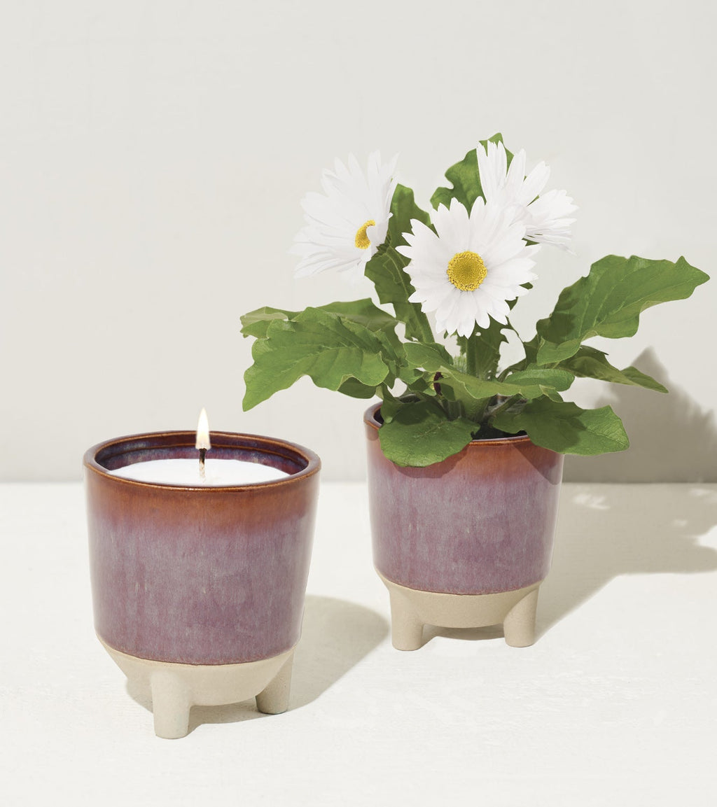 Glow & Grow Kits - Cheeky Garden