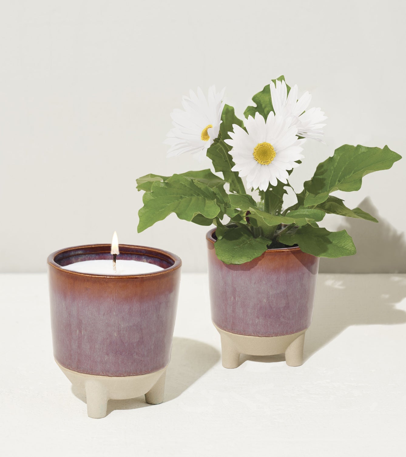 Glow & Grow Kits - Cheeky Garden