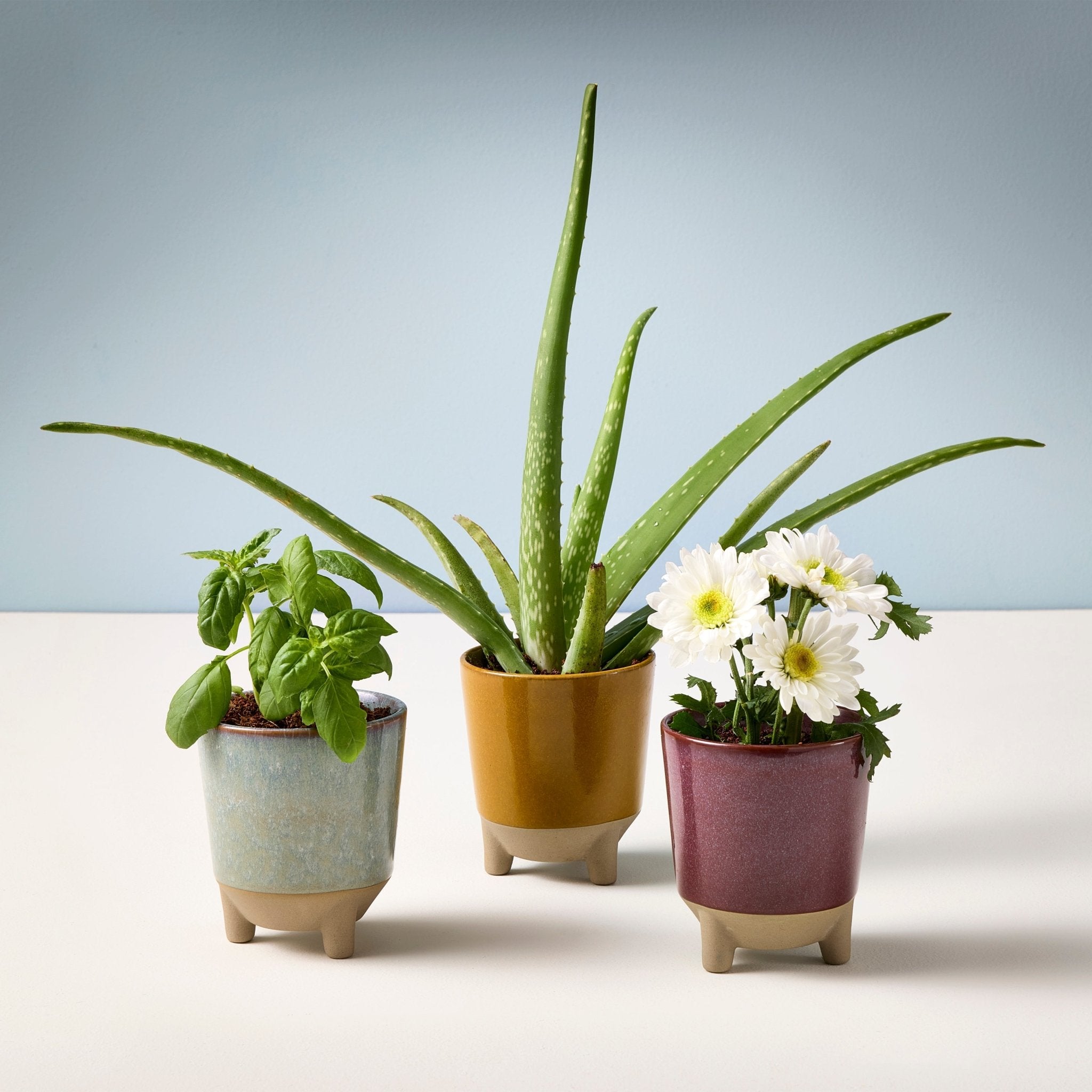 Glow & Grow Kits - Cheeky Garden