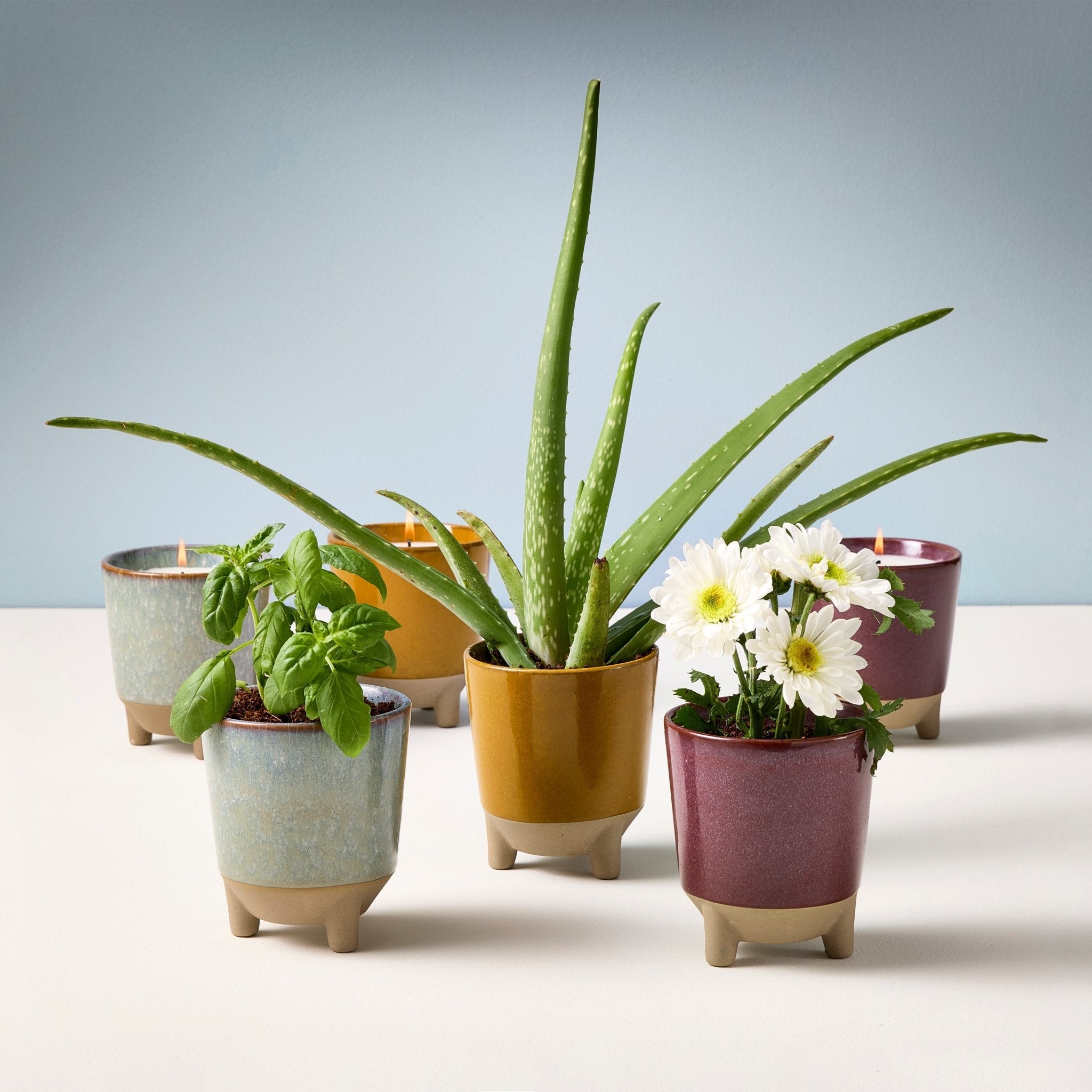 Glow & Grow Kits - Cheeky Garden