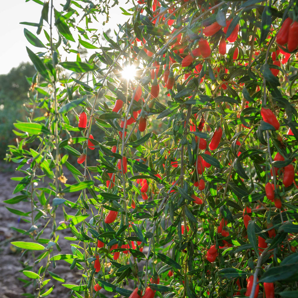Goji Berry Bush - Cheeky Garden