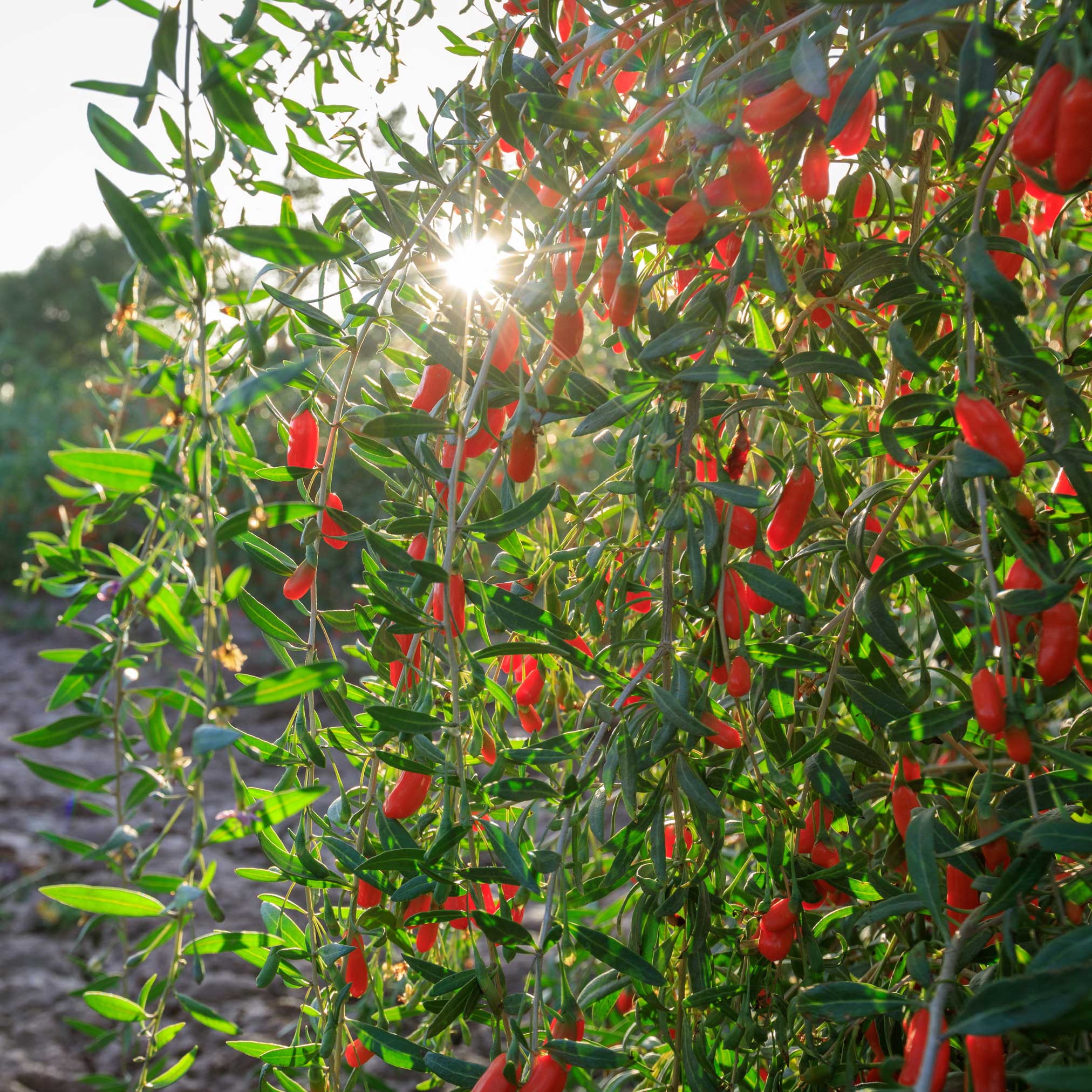 Goji Berry Bush - Cheeky Garden