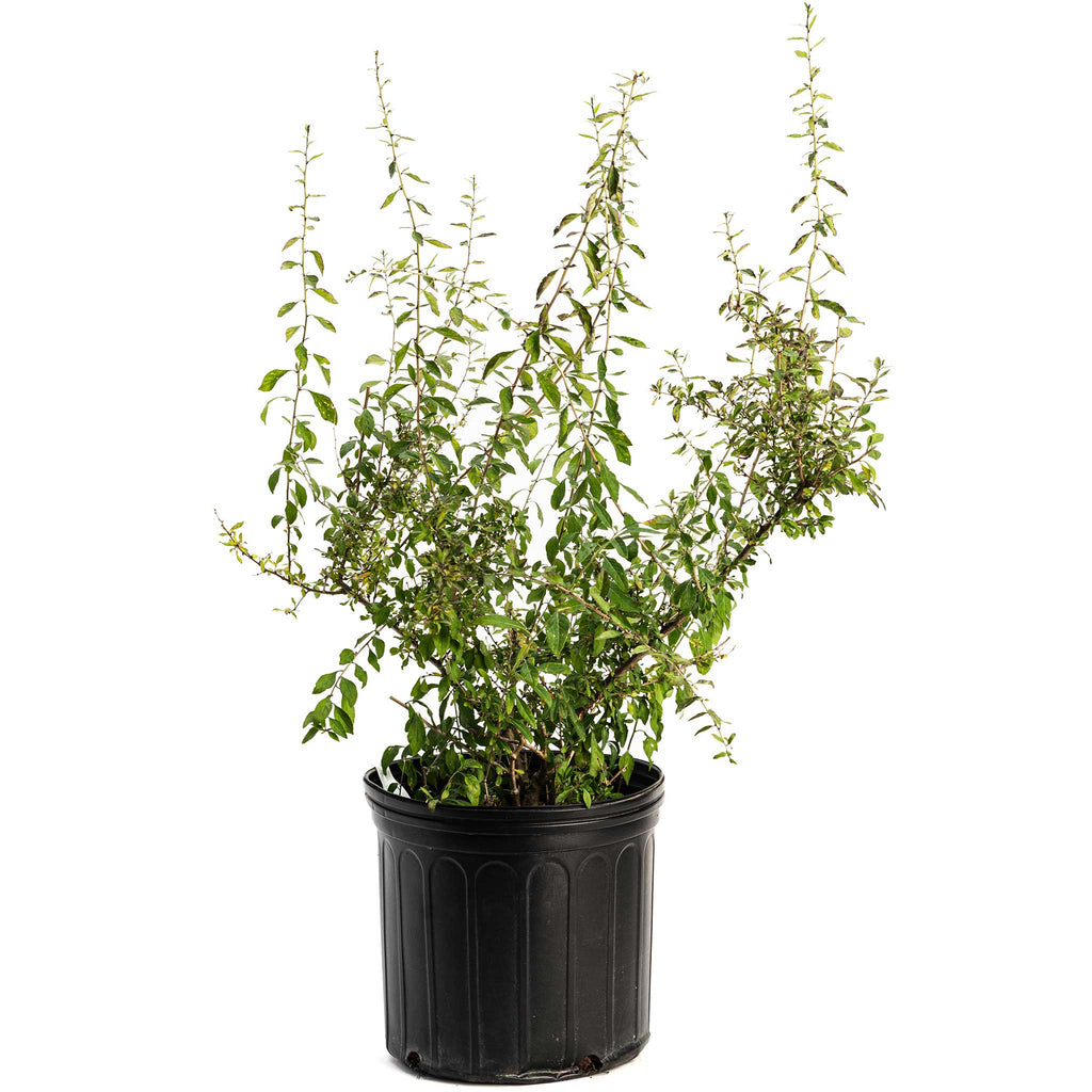 Goji Berry Bush - Cheeky Garden