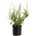 Goji Berry Bush - Cheeky Garden