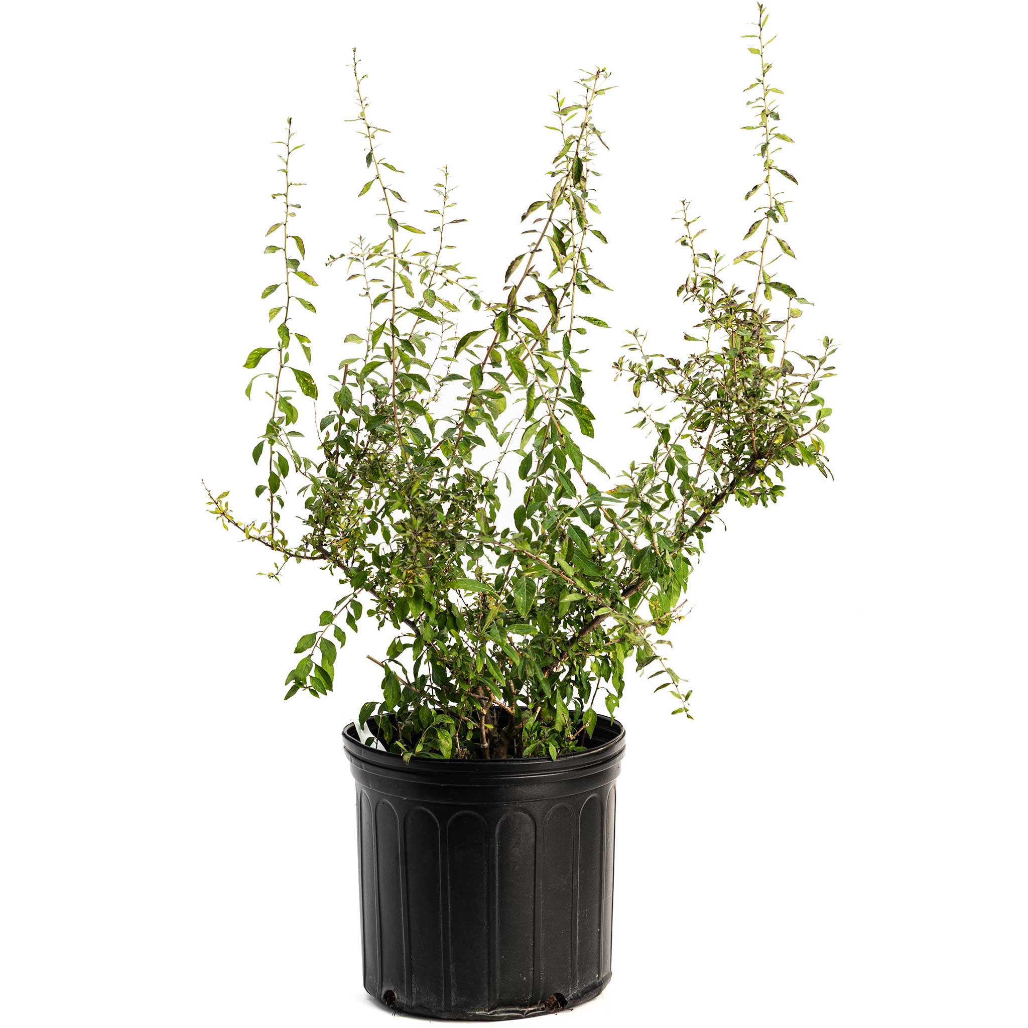 Goji Berry Bush - Cheeky Garden