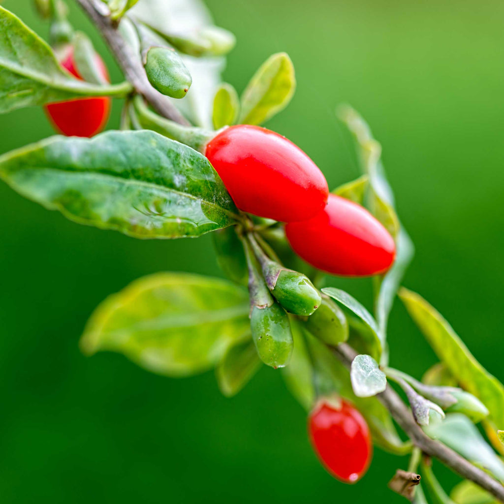 Goji Berry Bush - Cheeky Garden