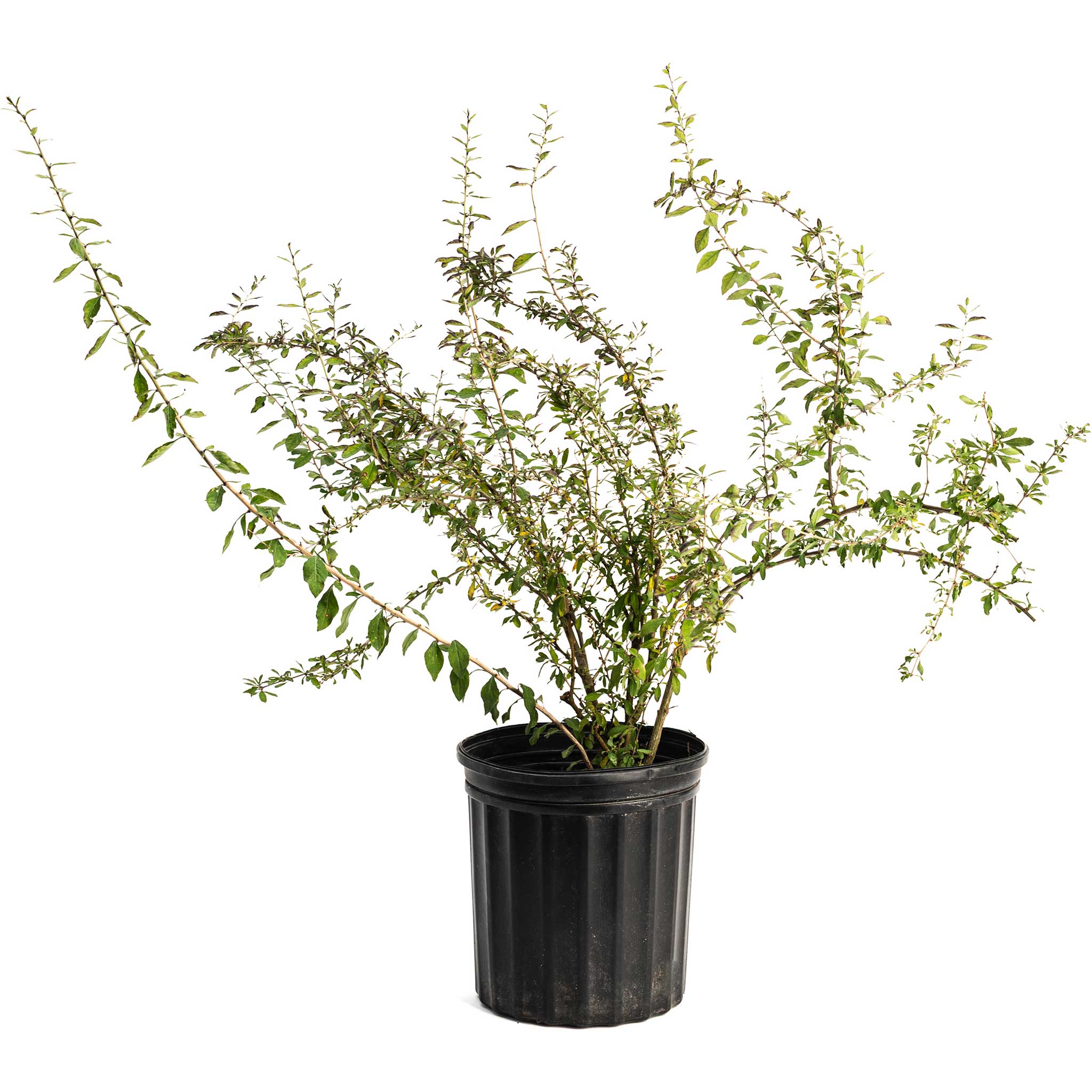 Goji Berry Bush - Cheeky Garden