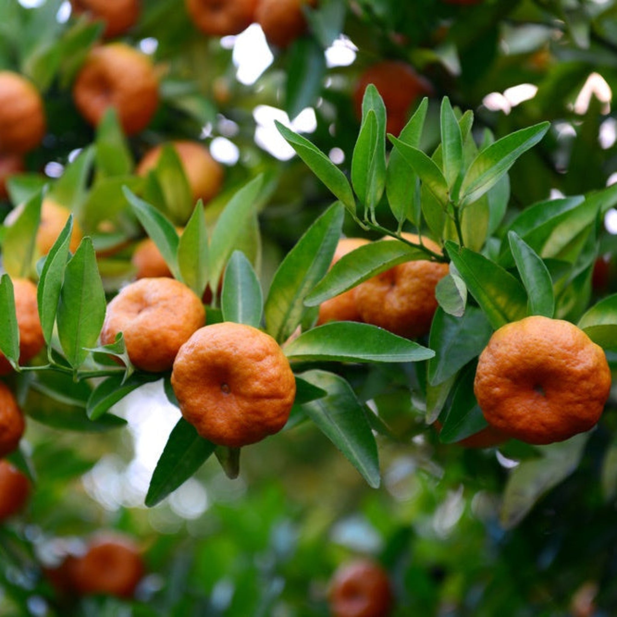 Gold Nugget Mandarin Tree - Cheeky Garden