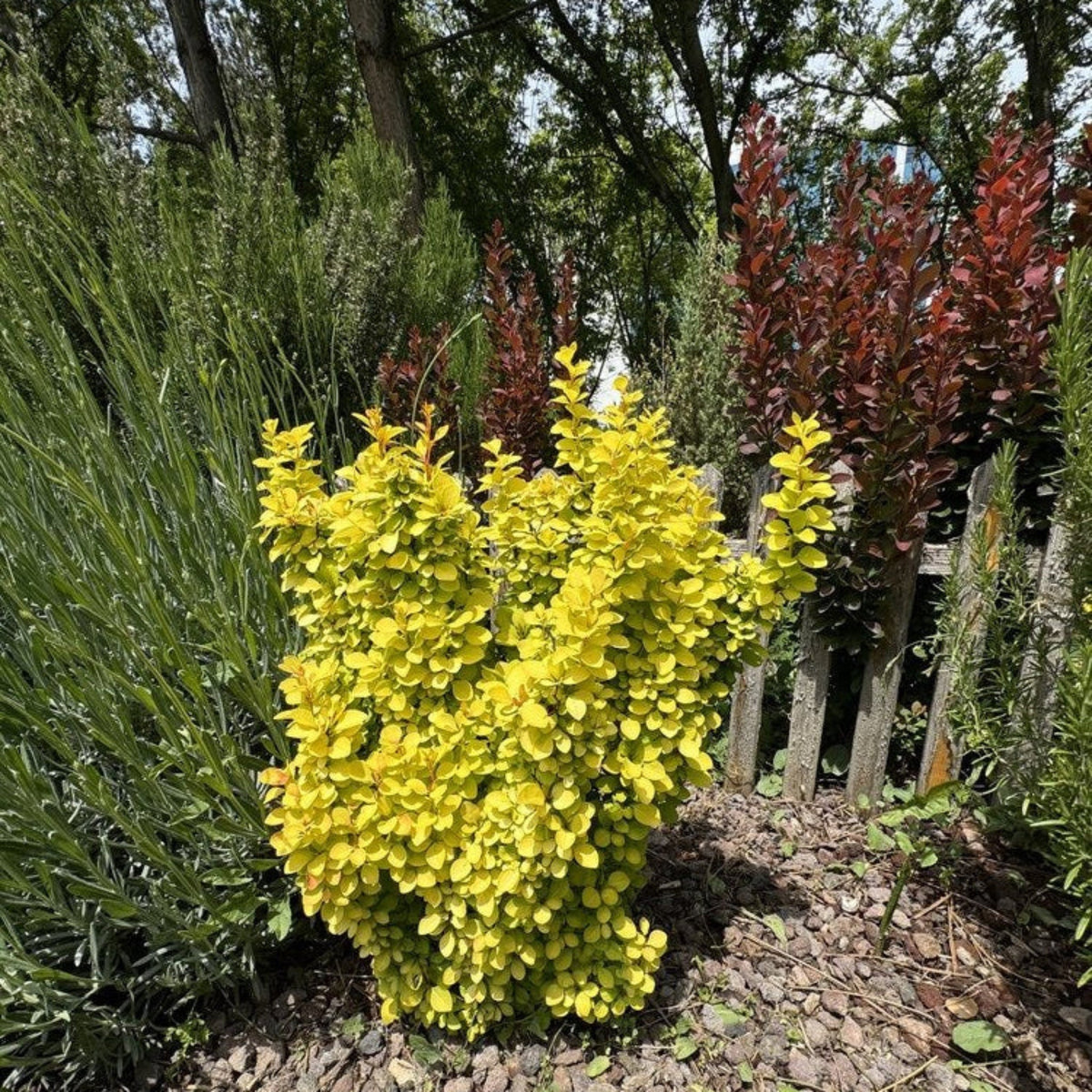 Golden Barberry - Cheeky Garden