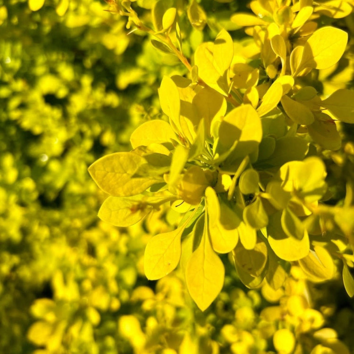 Golden Barberry - Cheeky Garden