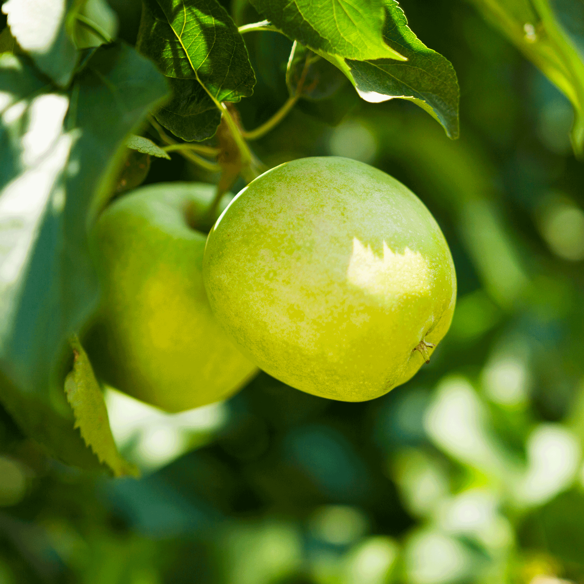 Granny Smith Apple Tree - Cheeky Garden