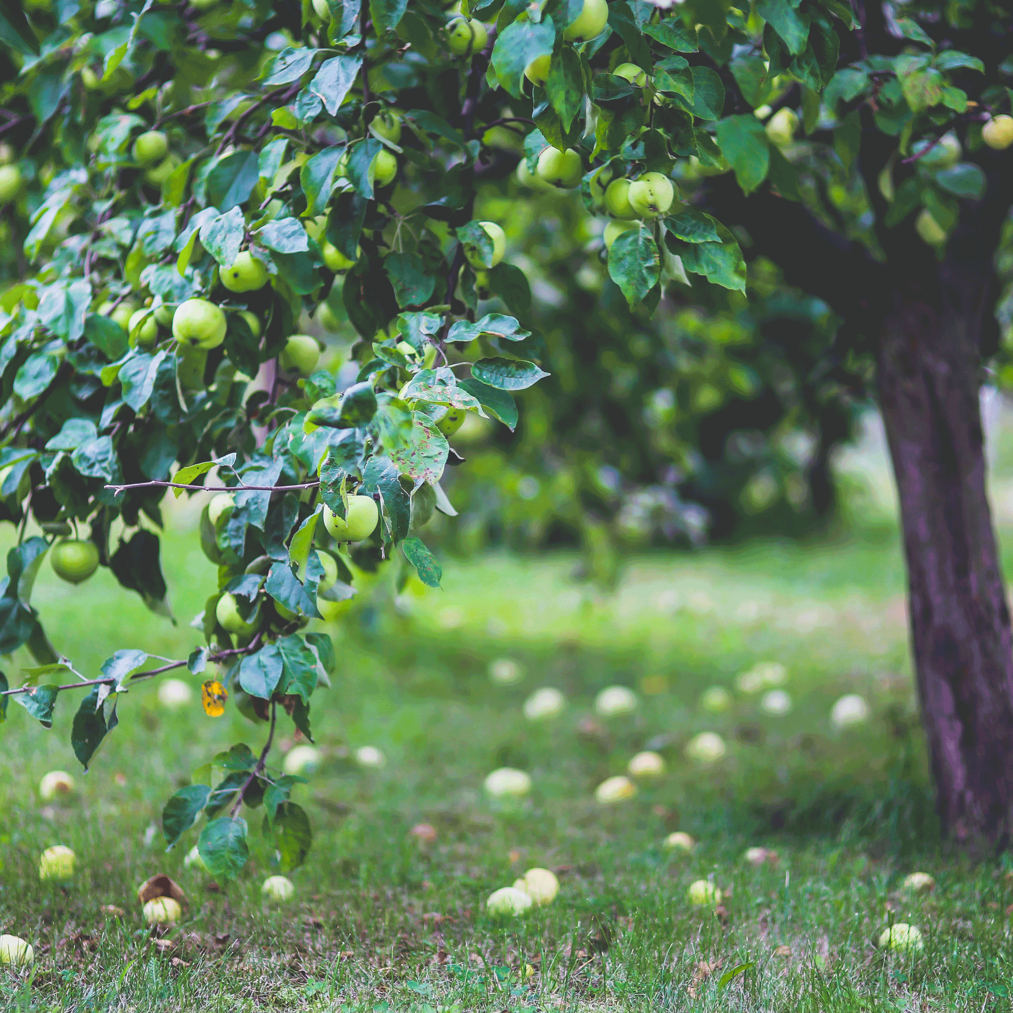 Granny Smith Apple Tree - Cheeky Garden