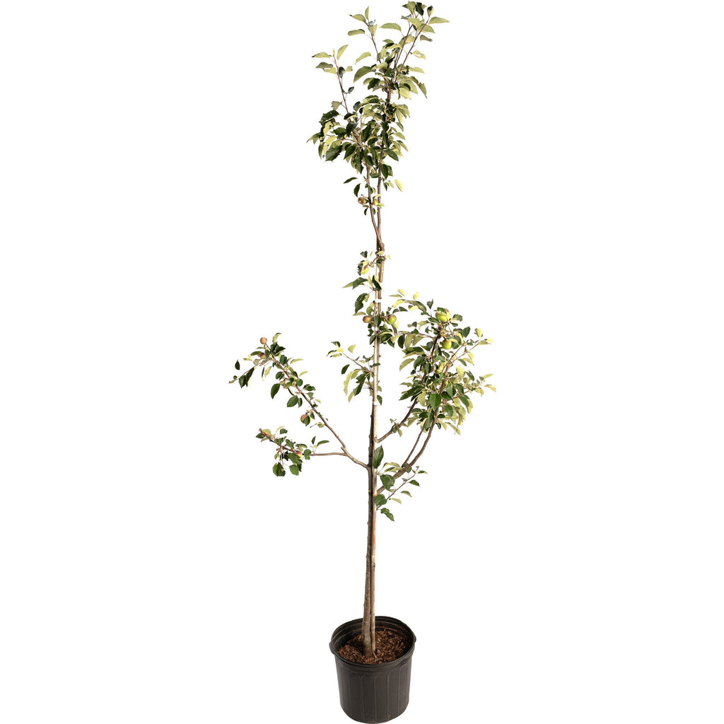 Granny Smith Apple Tree - Cheeky Garden