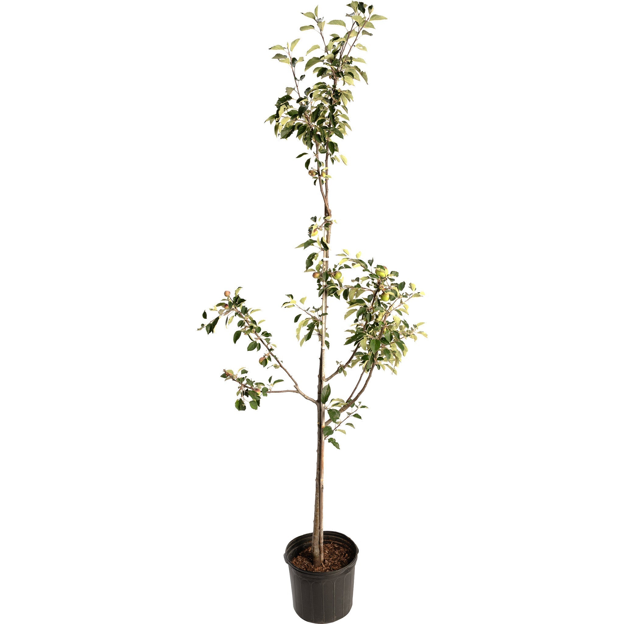 Granny Smith Apple Tree - Cheeky Garden