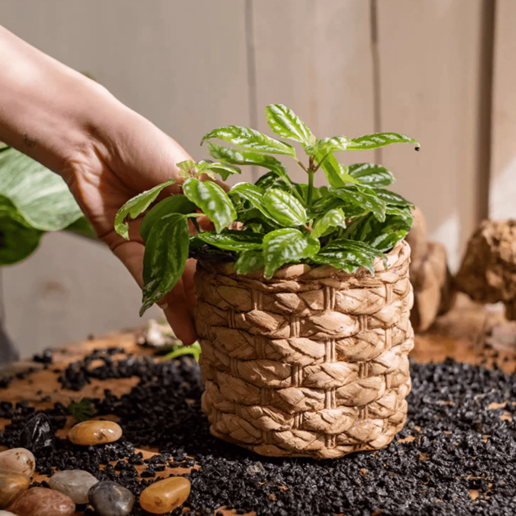 Grass Woven Looking Cement Planter - Cheeky Garden