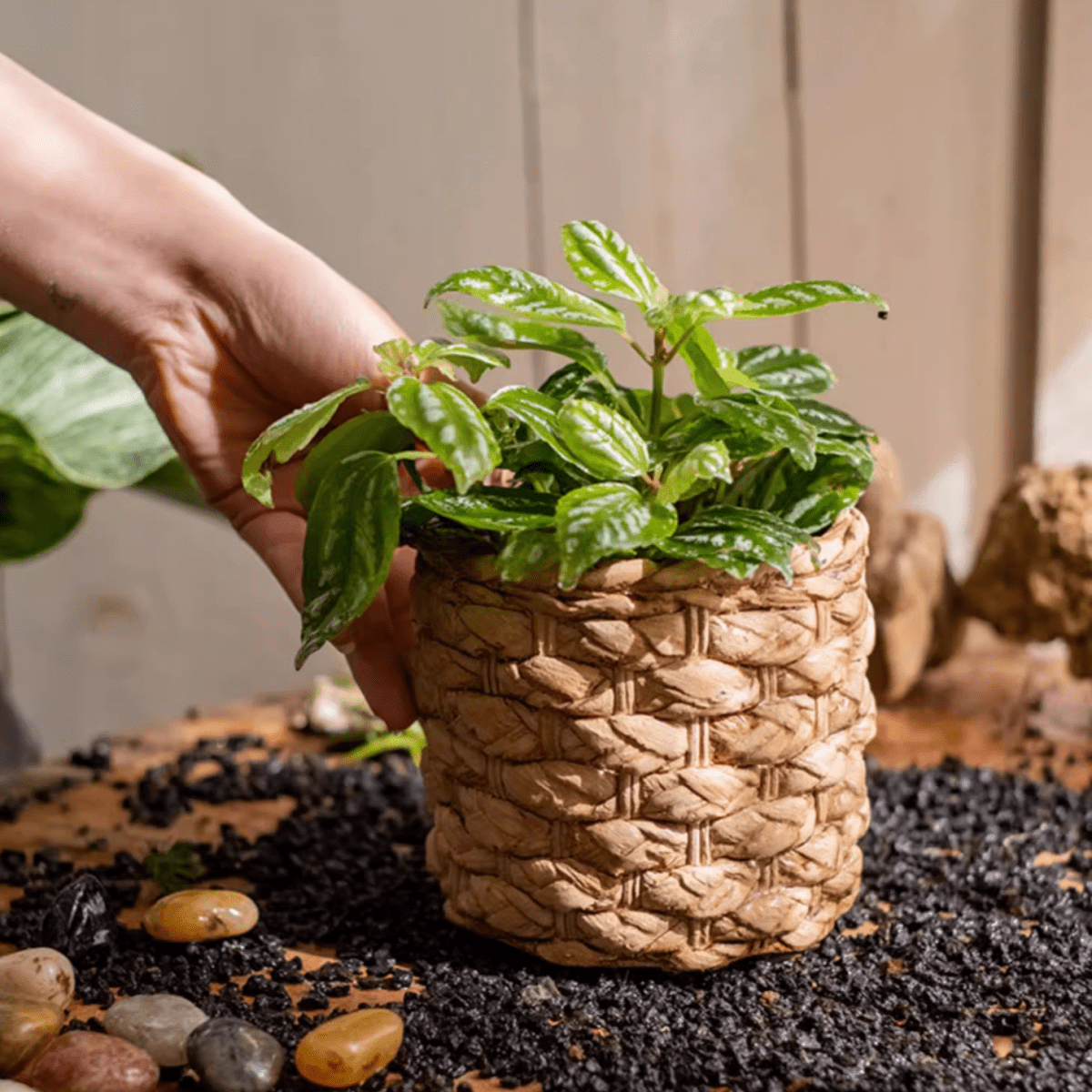 Grass Woven Looking Cement Planter - Cheeky Garden