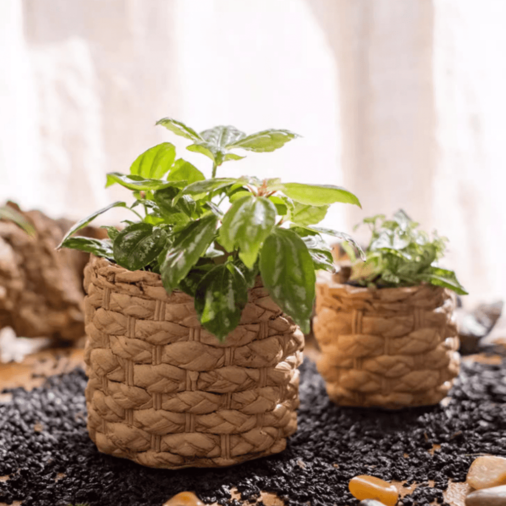 Grass Woven Looking Cement Planter - Cheeky Garden