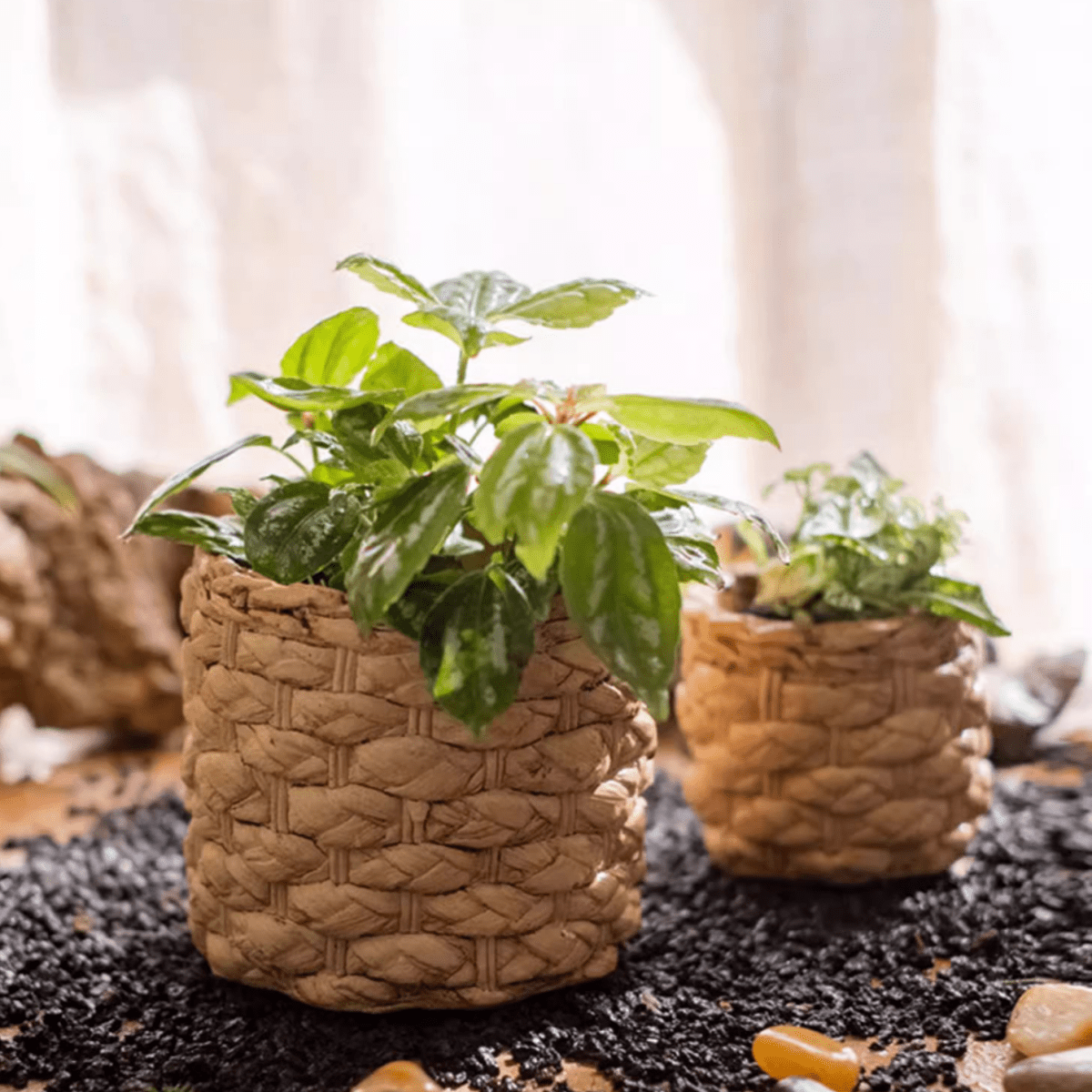 Grass Woven Looking Cement Planter - Cheeky Garden