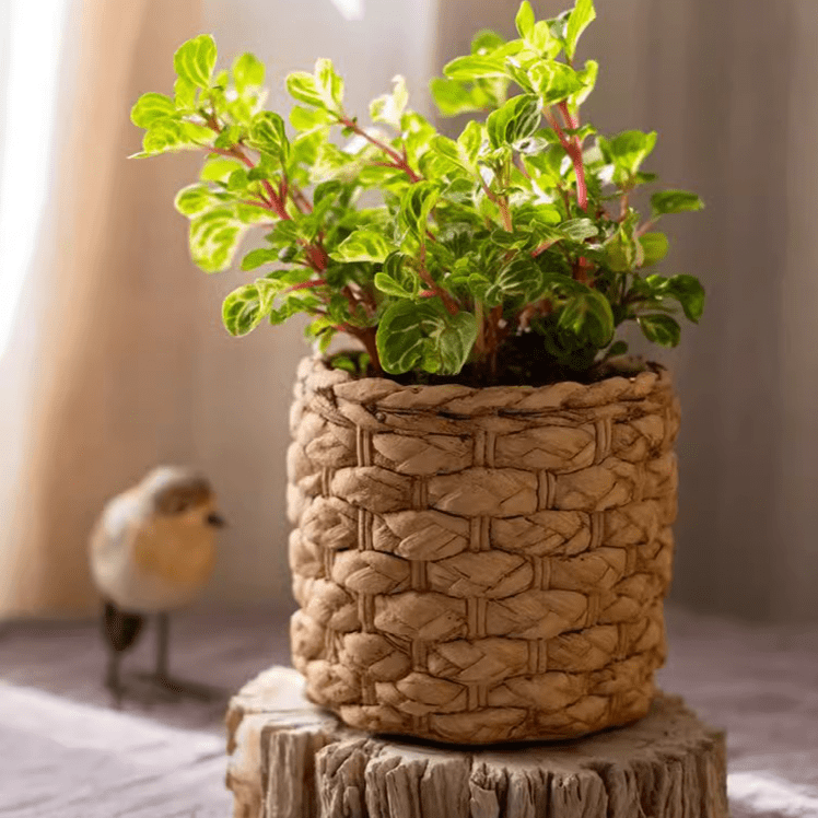 Grass Woven Looking Cement Planter - Cheeky Garden
