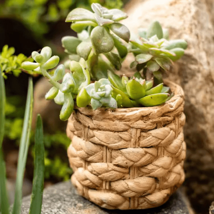 Grass Woven Looking Cement Planter - Cheeky Garden