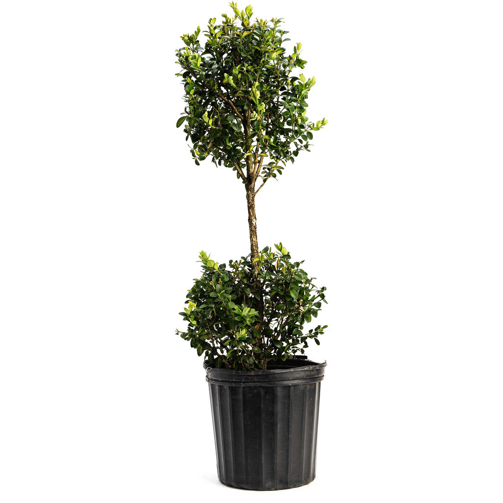 Green Mountain Topiary Boxwood (Ball) - Cheeky Garden